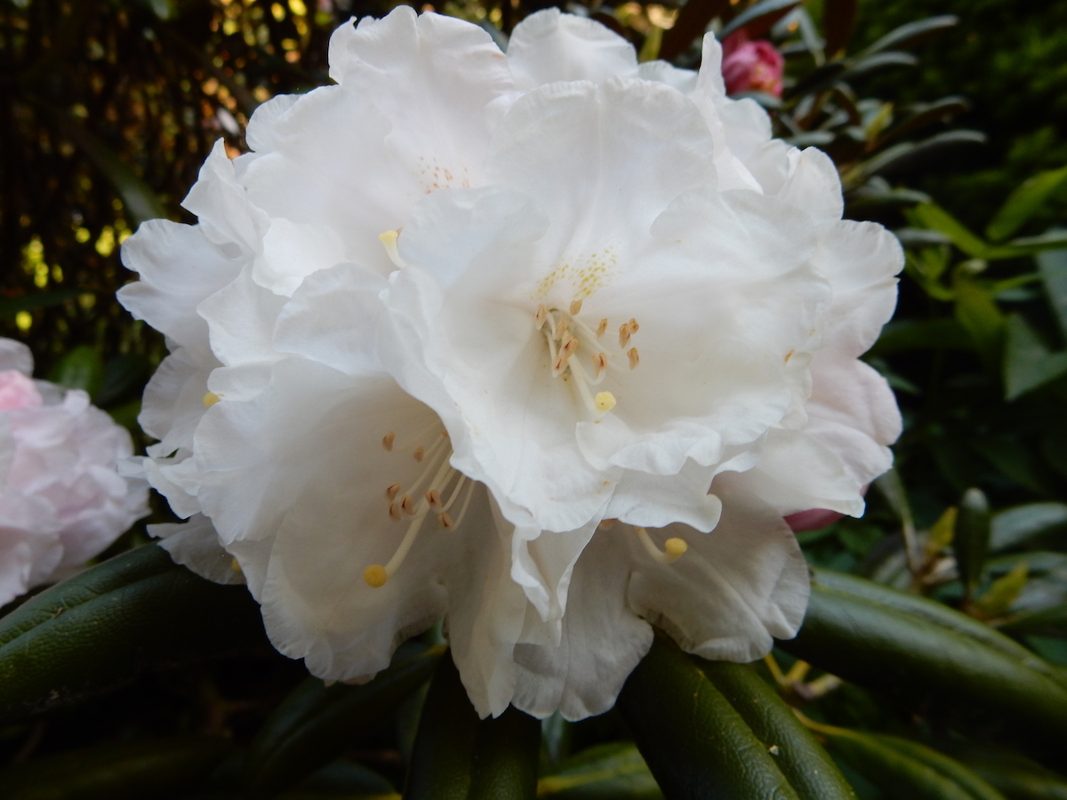 R. yakushimanum AGM